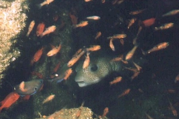 Spotted puffer surrounded by colorful cardinalfish.
