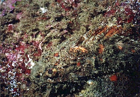 Can you find the stone scorpionfish yet?