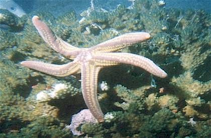 Yellow spotted star was spotted at Elephant Rock