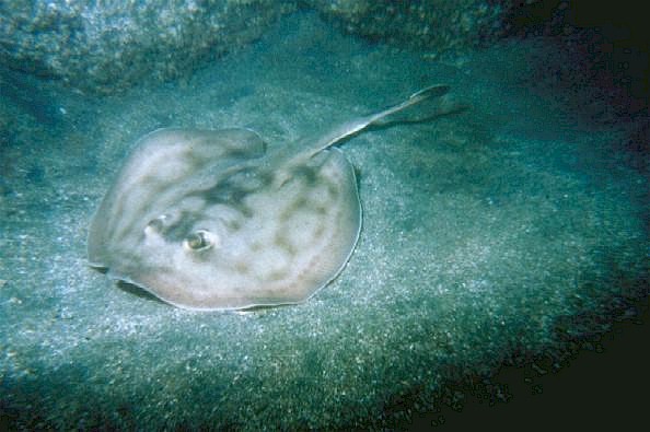Sting rays were given a bad name.