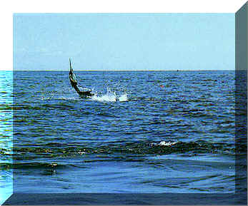 Hey, I think we got a big one on