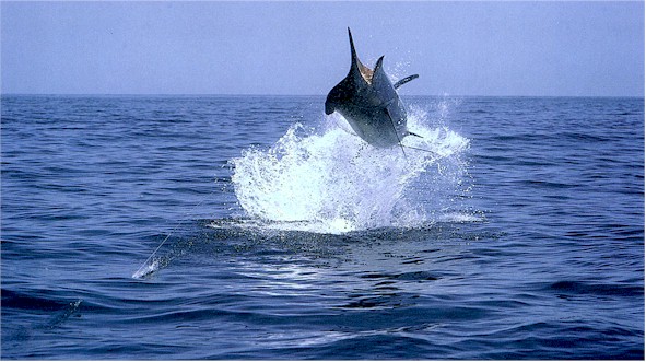 450 pounds of Marlin moves a lot of water!