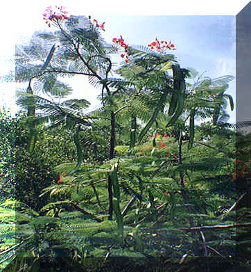 One of many flowering trees in Manzanillo