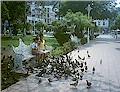 Feeding pigeons in Manzanillo's central park