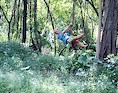 Swinging in the rain forest