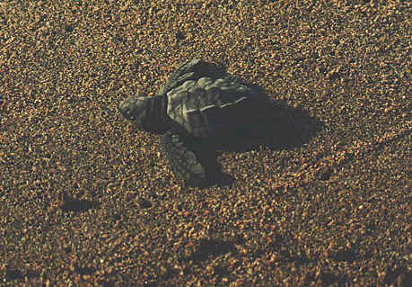 Baby turtle ready to depart the beach