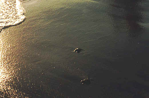 Baby turtles so small with so far to go