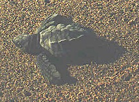 Hatchling heads to ocean