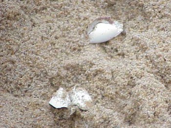 Vultures detroy thousands of eggs