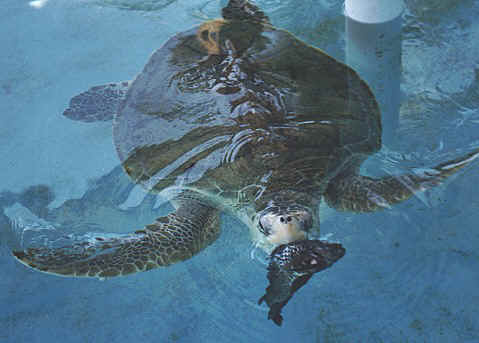 dinnertime at the sanctuary
