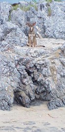 Wild dogs patroll the shoreline looking for eggs exposed by erosion