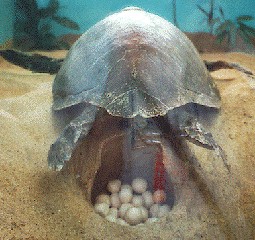 Egg laying in the Colula sanctuary