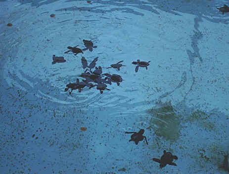 new hatchlings in the kiddie pool