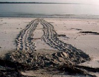 Poachers know that fresh tracks indicate a nest
