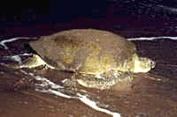 Tina returning to the water after laying her eggs