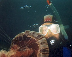 An encounter with a raare black jellyfish