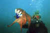 octopus.jpg (28365 bytes)