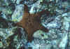 panamiccushionstar.jpg (121715 bytes)