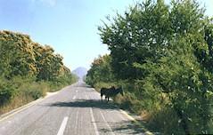 Burros on the highway