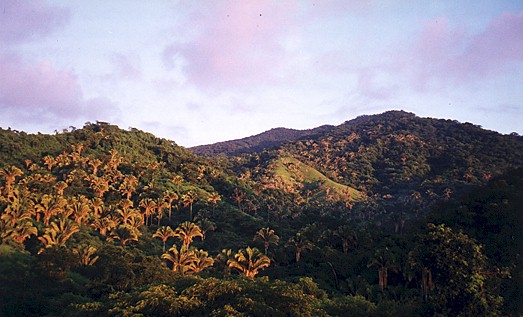 Jungle covered mountains of Colima