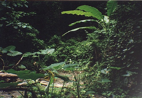 Tropical rainforest near Manzanillo